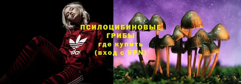 где купить наркоту  Серпухов  Псилоцибиновые грибы Psilocybe 